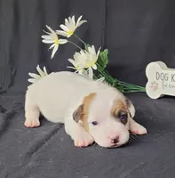 NASH CKC Reg purebred, a male Jack Russell Terrier for sale in Laurel, IN – Photo 5 of 7