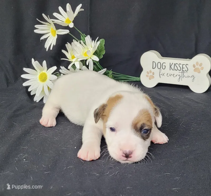 NASH CKC Reg purebred – Jack Russell Terrier puppy for sale in Laurel, IN