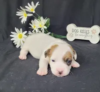 NASH CKC Reg purebred, a male Jack Russell Terrier for sale in Laurel, IN – Photo 1 of 7