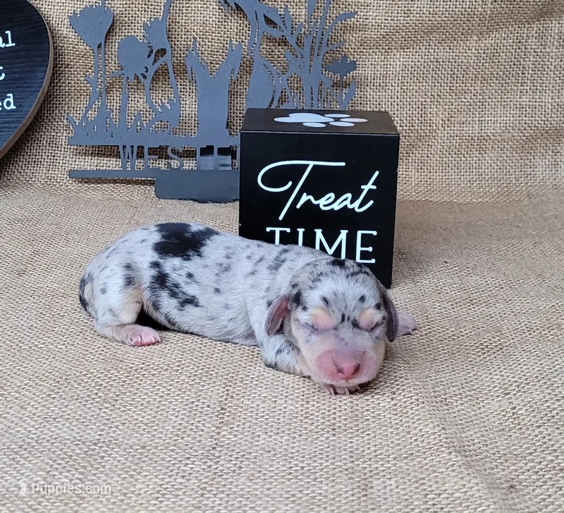 CeCe AKC dapple female – Miniature Dachshund puppy for sale in Laurel, IN