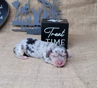CeCe AKC dapple female, a female Miniature Dachshund for sale in Laurel, IN – 1 of 4