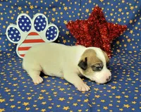 CKC Pax *Delivery available*, a male Jack Russell Terrier for sale in Laurel, IN – 3 of 7
