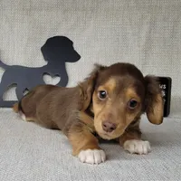 "Fang" AKC Reg, a male Miniature Dachshund for sale in Laurel, IN – Photo 2 of 9