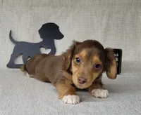"Fang" AKC Reg, a male Miniature Dachshund for sale in Laurel, IN – Photo 2 of 9