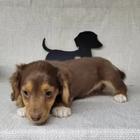 "Fang" AKC Reg, a male Miniature Dachshund for sale in Laurel, IN – Photo 5 of 9