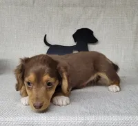 "Fang" AKC Reg, a male Miniature Dachshund for sale in Laurel, IN – Photo 5 of 9