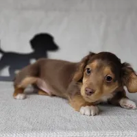"Fang" AKC Reg, a male Miniature Dachshund for sale in Laurel, IN – Photo 4 of 9