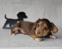 "Fang" AKC Reg, a male Miniature Dachshund for sale in Laurel, IN – Photo 4 of 9