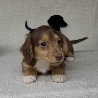 "Fang" AKC Reg, a male Miniature Dachshund for sale in Laurel, IN – Photo 3 of 9