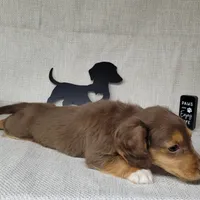 "Fang" AKC Reg, a male Miniature Dachshund for sale in Laurel, IN – Photo 9 of 9