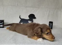 "Fang" AKC Reg, a male Miniature Dachshund for sale in Laurel, IN – Photo 9 of 9