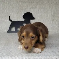 "Fang" AKC Reg, a male Miniature Dachshund for sale in Laurel, IN – Photo 6 of 9