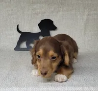 "Fang" AKC Reg, a male Miniature Dachshund for sale in Laurel, IN – Photo 6 of 9