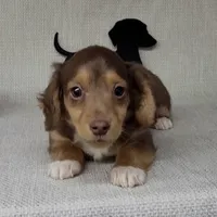 "Fang" AKC Reg, a male Miniature Dachshund for sale in Laurel, IN – Photo 1 of 9