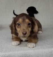 "Fang" AKC Reg, a male Miniature Dachshund for sale in Laurel, IN – Photo 1 of 9