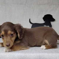 "Fang" AKC Reg, a male Miniature Dachshund for sale in Laurel, IN – Photo 7 of 9