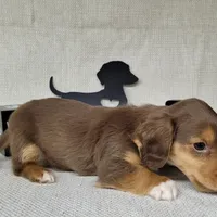 "Fang" AKC Reg, a male Miniature Dachshund for sale in Laurel, IN – Photo 8 of 9