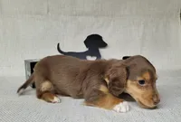 "Fang" AKC Reg, a male Miniature Dachshund for sale in Laurel, IN – Photo 8 of 9