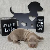 Val Isabella, a female Miniature Dachshund for sale in Laurel, IN – Photo 2 of 5