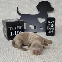 Val Isabella, a female Miniature Dachshund for sale in Laurel, IN – Photo 4 of 5