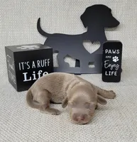 Val Isabella, a female Miniature Dachshund for sale in Laurel, IN – Photo 4 of 5