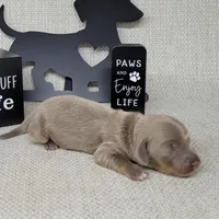 Val Isabella, a female Miniature Dachshund for sale in Laurel, IN – Photo 1 of 5