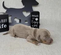 Val Isabella, a female Miniature Dachshund for sale in Laurel, IN – Photo 1 of 5