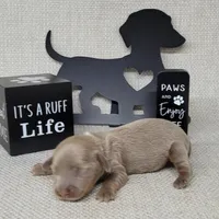 Val Isabella, a female Miniature Dachshund for sale in Laurel, IN – Photo 3 of 5