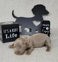 Val Isabella, a female Miniature Dachshund for sale in Laurel, IN – Photo 3 of 5