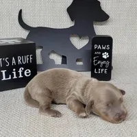 Val Isabella, a female Miniature Dachshund for sale in Laurel, IN – Photo 5 of 5