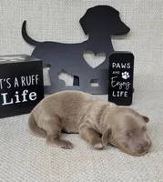 Val Isabella, a female Miniature Dachshund for sale in Laurel, IN – Photo 5 of 5