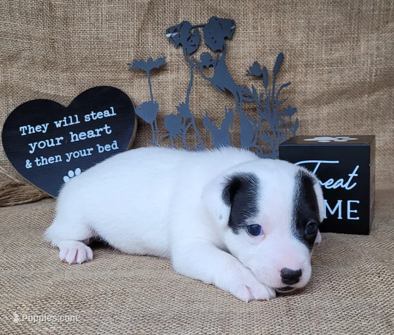 Prince CKC Registered  purebred  – Jack Russell Terrier puppy for sale in Laurel, IN