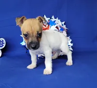 Jude purebred JRT, a male Jack Russell Terrier for sale in Laurel, IN – 2 of 6