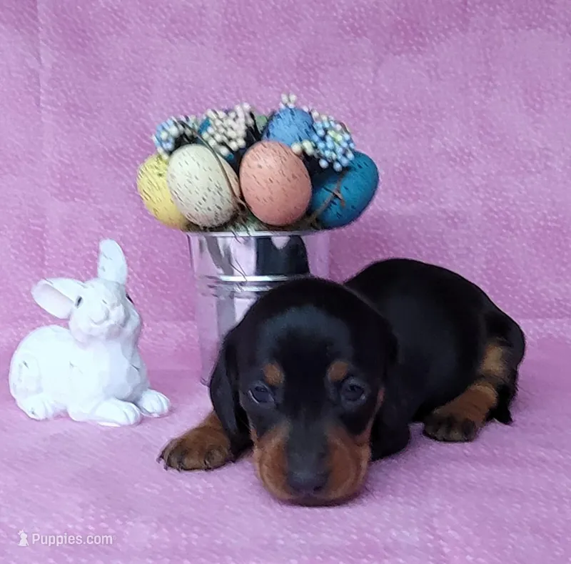 Sofia AKC Registered 