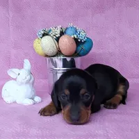 Sofia AKC Registered , a female Miniature Dachshund for sale in Laurel, IN – Photo 1 of 7