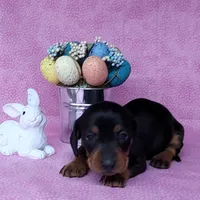 Sofia AKC Registered , a female Miniature Dachshund for sale in Laurel, IN – Photo 3 of 7