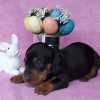 Sofia AKC Registered , a female Miniature Dachshund for sale in Laurel, IN – Photo 4 of 7