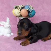 Sofia AKC Registered , a female Miniature Dachshund for sale in Laurel, IN – Photo 5 of 7