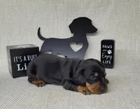 Sofia AKC Registered , a male Miniature Dachshund for sale in Laurel, IN – Photo 5 of 6