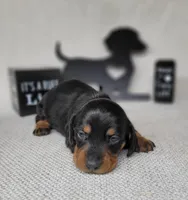 Sofia AKC Registered , a male Miniature Dachshund for sale in Laurel, IN – Photo 2 of 6