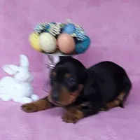 Sofia AKC Registered , a female Miniature Dachshund for sale in Laurel, IN – Photo 2 of 7