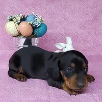 Sofia AKC Registered , a female Miniature Dachshund for sale in Laurel, IN – Photo 7 of 7