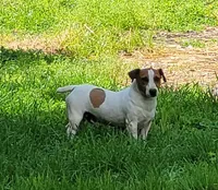 Moses STUD for sale, a male Jack Russell Terrier for sale in Laurel, IN – 4 of 6