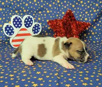 "Pyro" CKC Registered male, a male Jack Russell Terrier for sale in Laurel, IN – 2 of 8