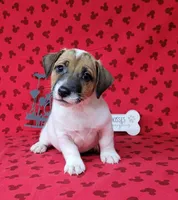 CKC "Pogo" delivery available , a male Jack Russell Terrier for sale in Laurel, IN – 1 of 7