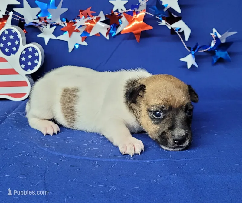 Roxi CKC female Delivery available  – Jack Russell Terrier puppy for sale in Laurel, IN