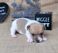 JoJo CKC *delivery available*, a female Jack Russell Terrier for sale in Laurel, IN – 2 of 6