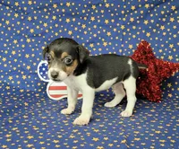 Romeo purebred JRT, a male Jack Russell Terrier for sale in Laurel, IN – 4 of 4