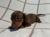 AKC Wayne *Delivery Available*, a male Miniature Dachshund for sale in Laurel, IN – 3 of 6