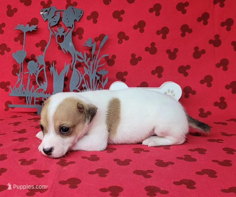 CKC Thor *Delivery Available  – Jack Russell Terrier puppy for sale in Laurel, IN